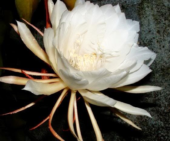 KadupulFlower.jpg