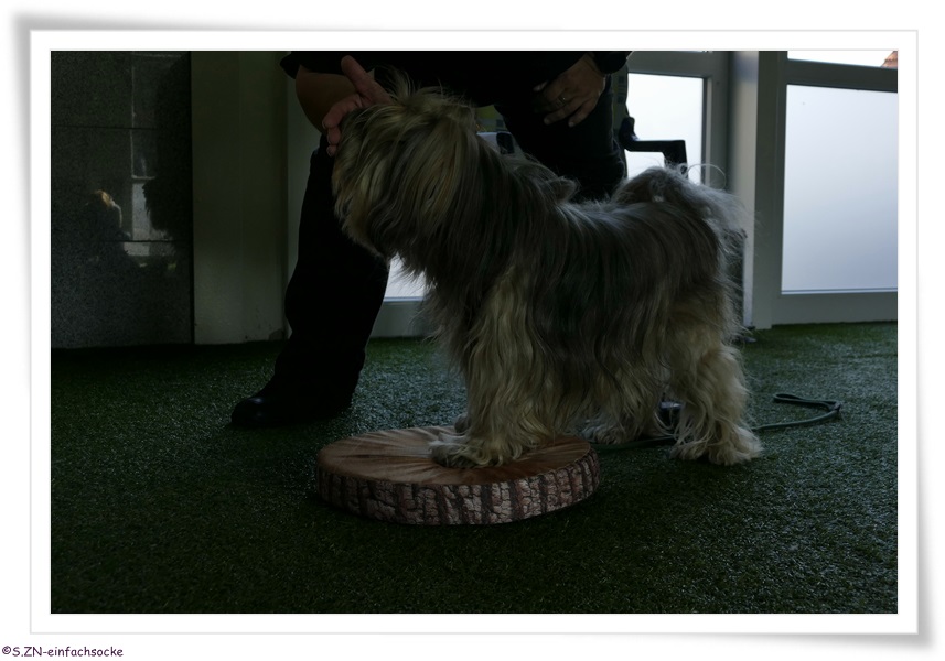 [Hundeblog] Einfach Socke Physiotherapie &amp; Krankengymnastik beim Hund&hellip;