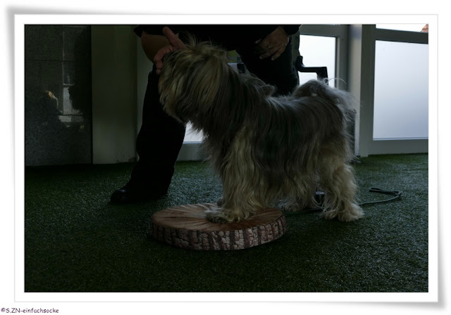 [Hundeblog] Einfach Socke Physiotherapie &amp; Krankengymnastik beim Hund&hellip;