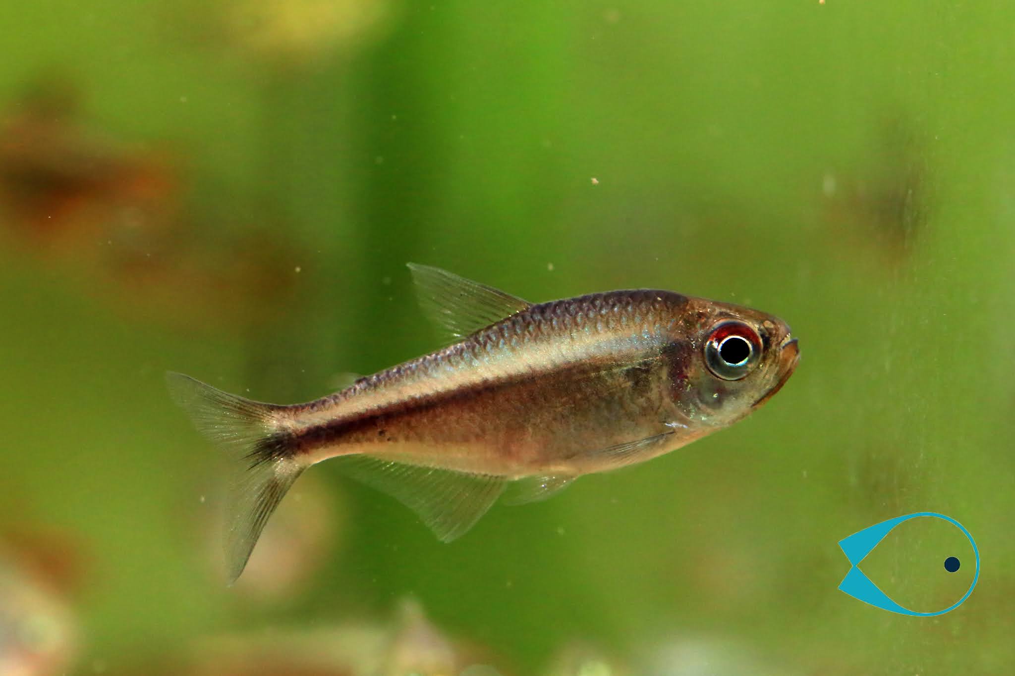 Moenkhausia dasalmas