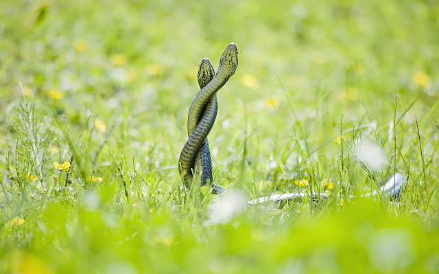 Wallpapers with two cuddling green snakes in the grass, probably in love