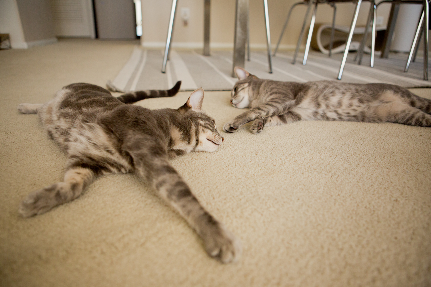 Giggly cats Life like a cat's