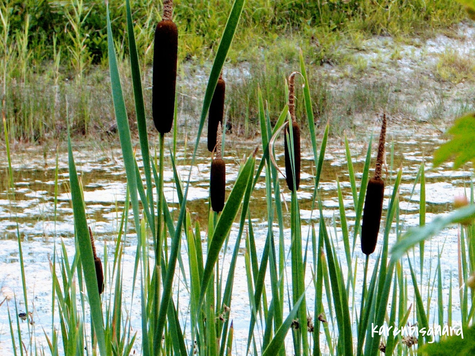 Karen`s Nature Photography Bulrush Plants By Pond
