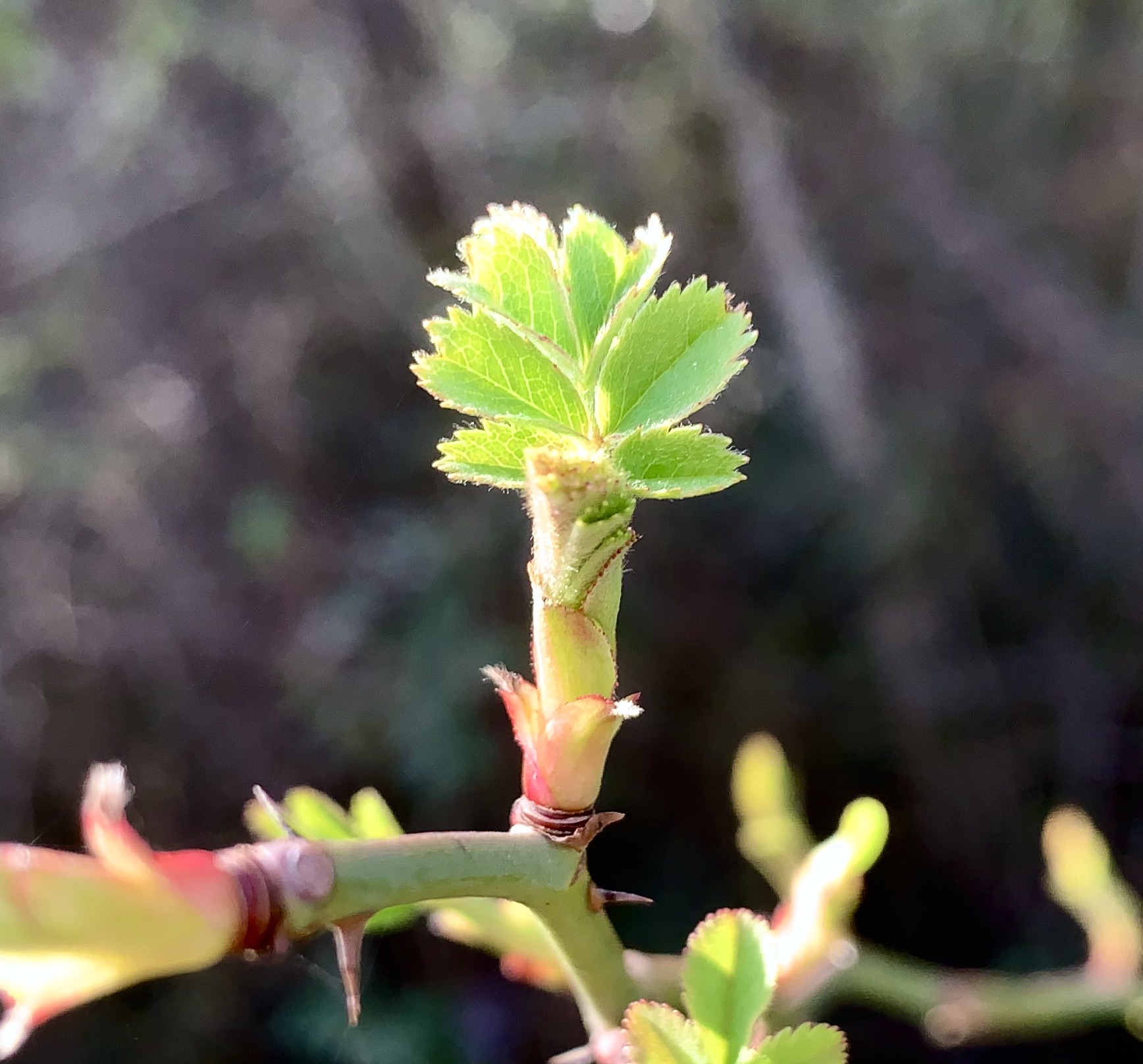 MaiTai's Picture Book