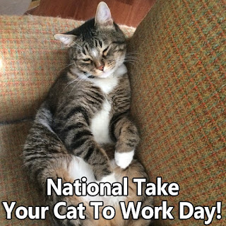 National Take Your Cat to Work Day HD Pictures, Wallpapers