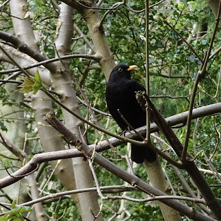 A blackbird nestled in the branches of a tree in the glen in Pittencrieff Park, Dunfermline.  Photo by Kevin Nosferatu for the Skulferatu Project