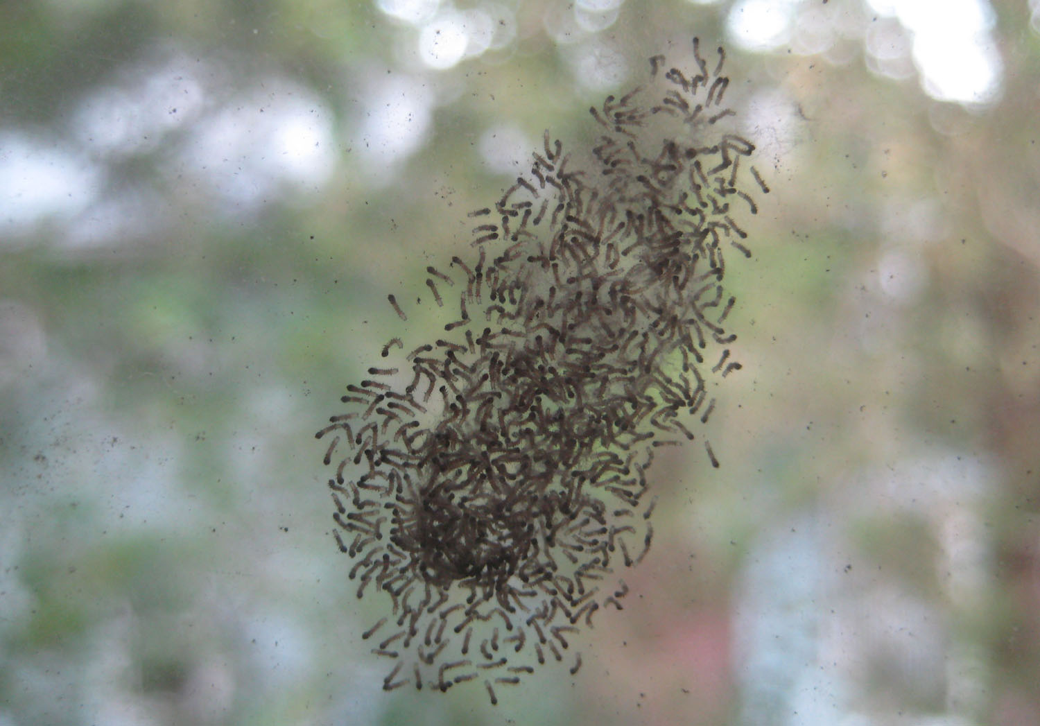 Woods Walks and Wildlife Baby Moth Explosion