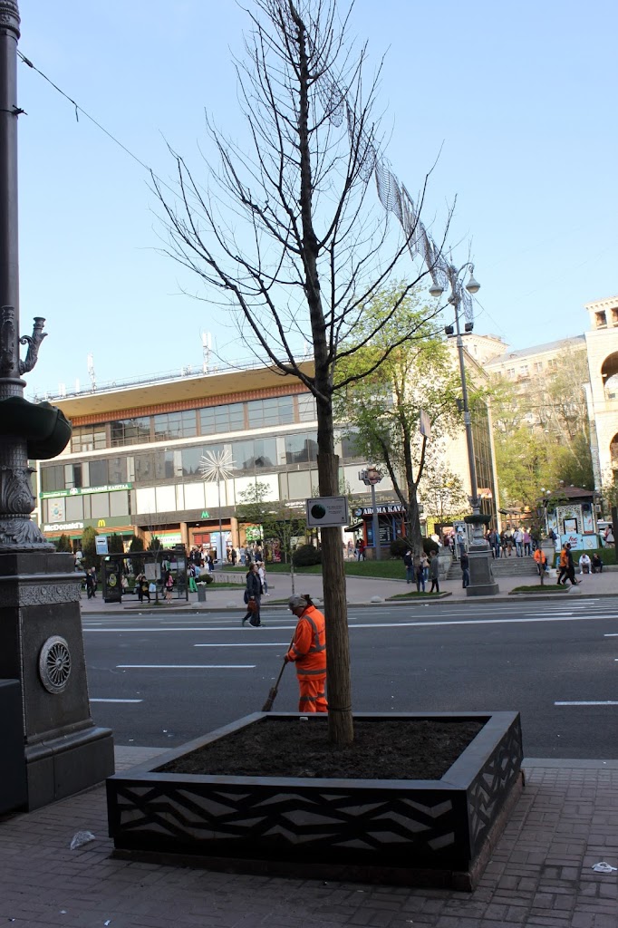 Экспериментальное дерево на Крещатике