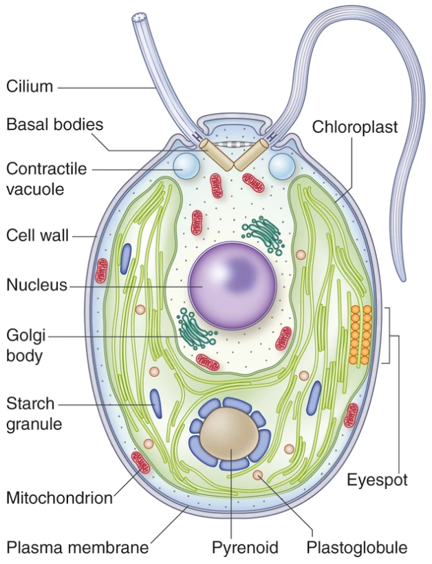 Chlamydomonas, Life cycle of Chlamydomonas, reproduction in