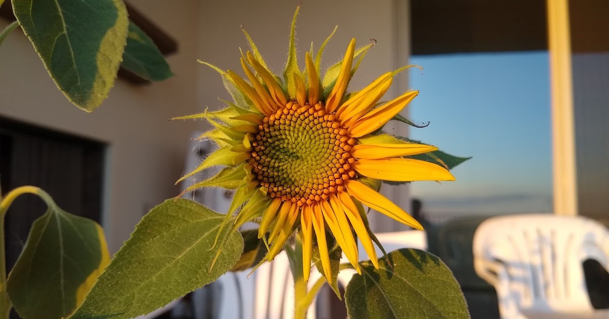 The First Sunflower Blooms sunflowerchallenge2019 Greens and Machines