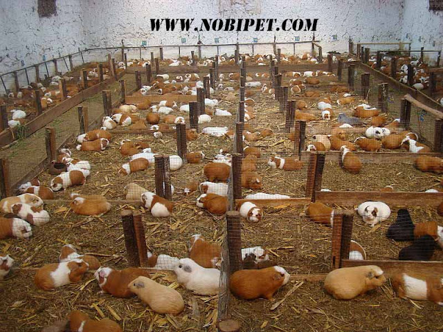 Trang trại Bán Sỉ Bọ Ú – Guinea Pig - Chuột Lang trang-trai-ban-si-bo-u-guinea-pig-chuot-lang-gia-re-4