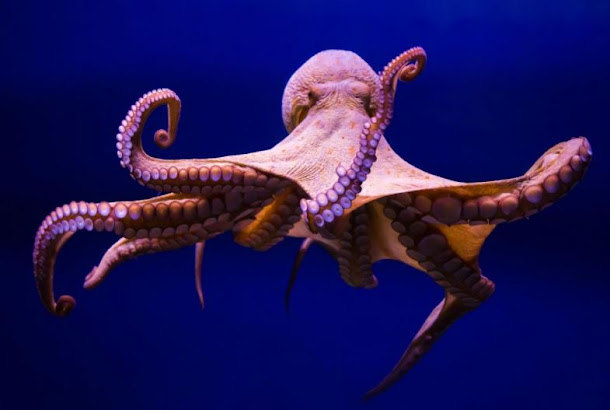 Octopuses lare known for extreme intelligence.