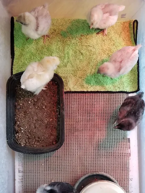 chicks with soft green towel and dust bath