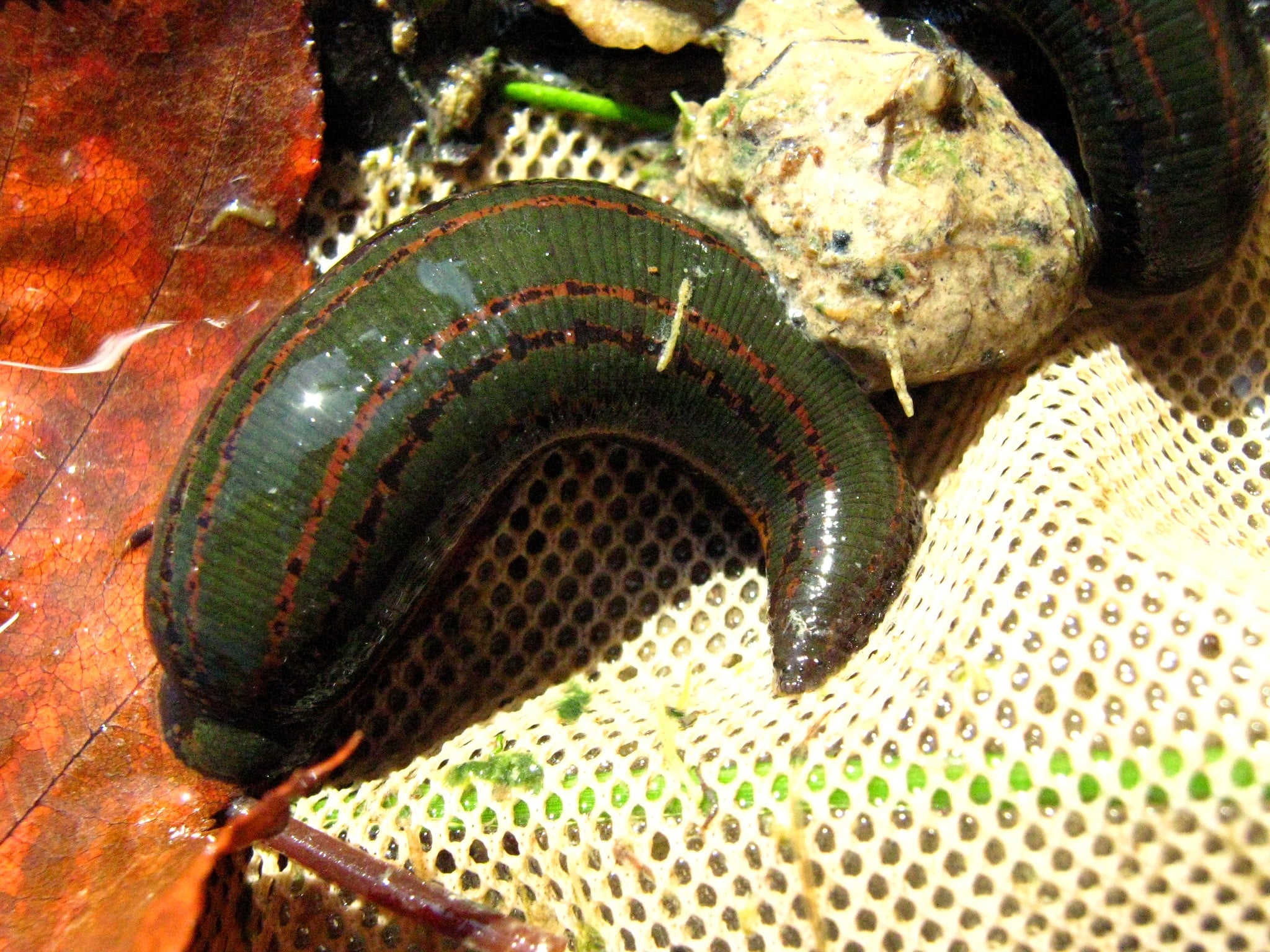 Medicinal leeches, useful animals that thirst for blood