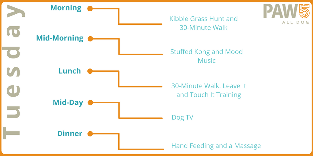 How To Create an Enrichment Schedule for Your Pet