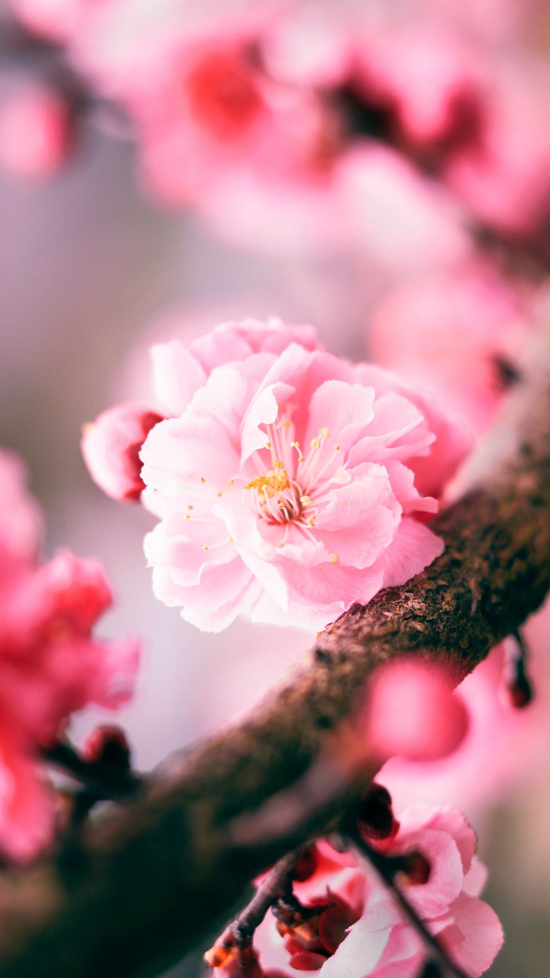 HD Wallpaper Pink Sakura Flower