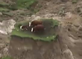 Cows on an island after earthquake NZ