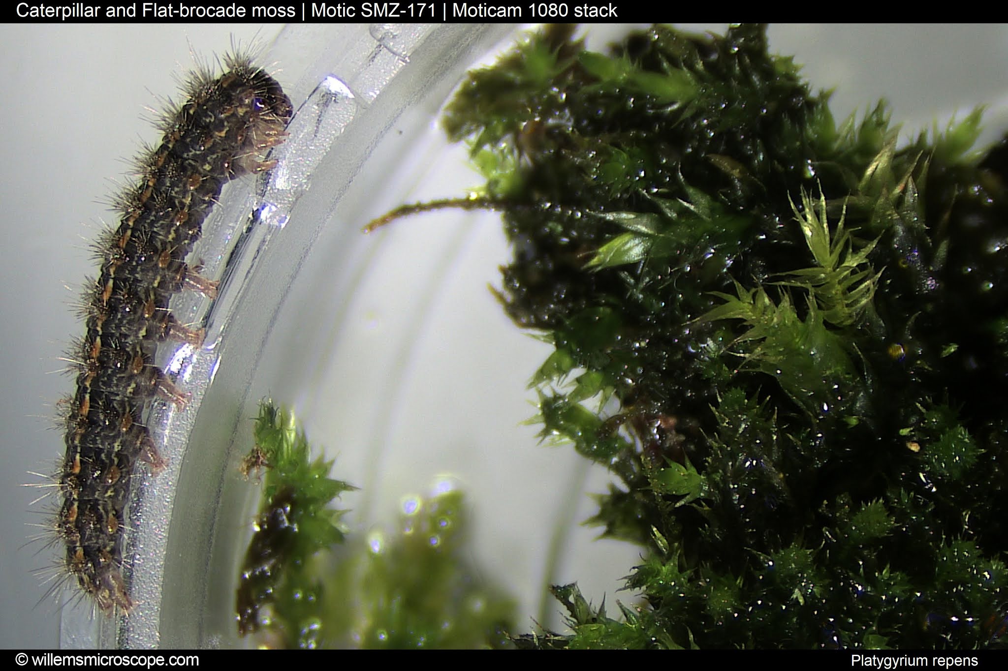 Motic Europe Blog A curious caterpillar in the moss