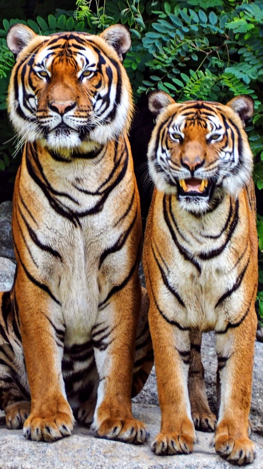 Уссурийский тигр и панда