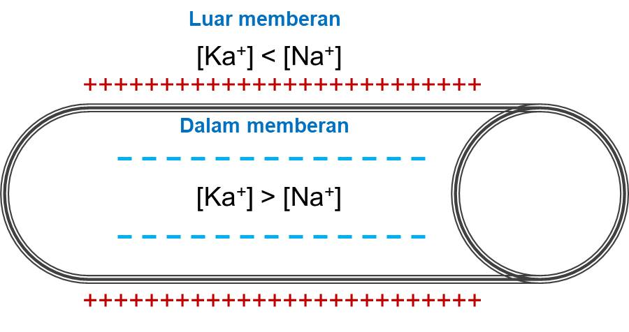 Bagaimanakah mekanisme kelistrikan yang terjadi di dalam jaringan saraf