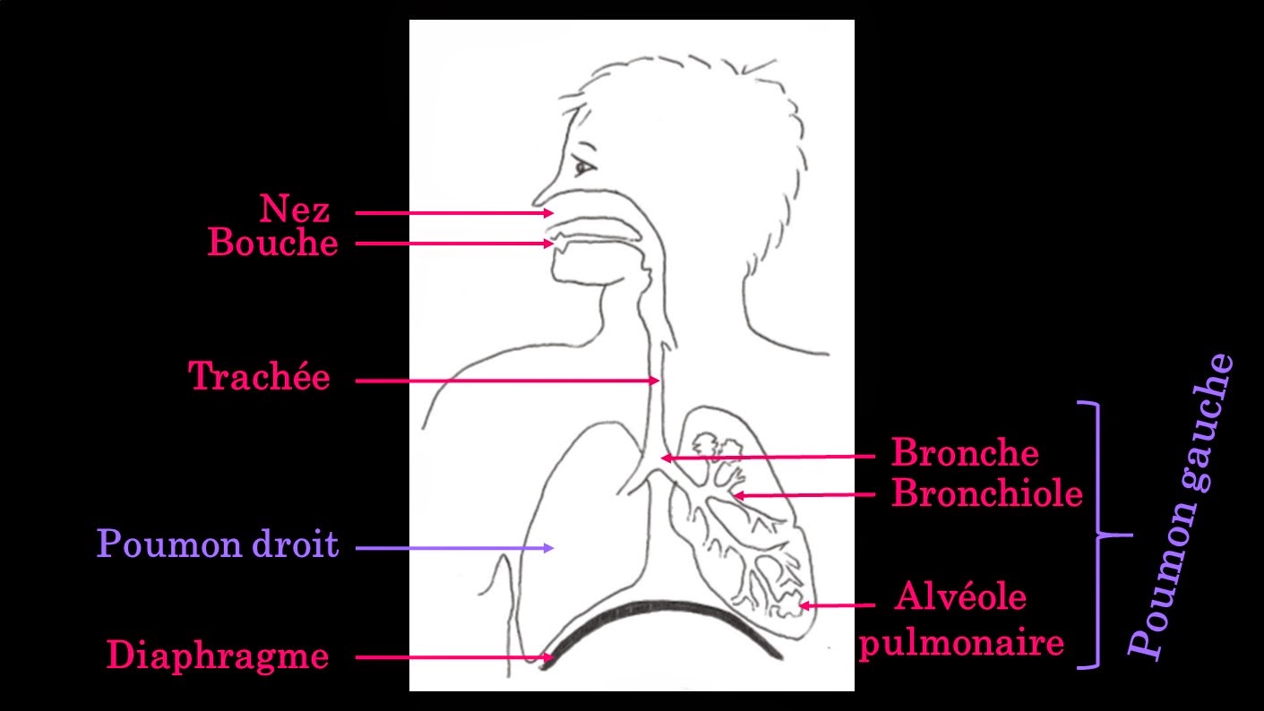 Le labo d'Anissa - SVT: Chapitre 2 : La respiration (5ème).