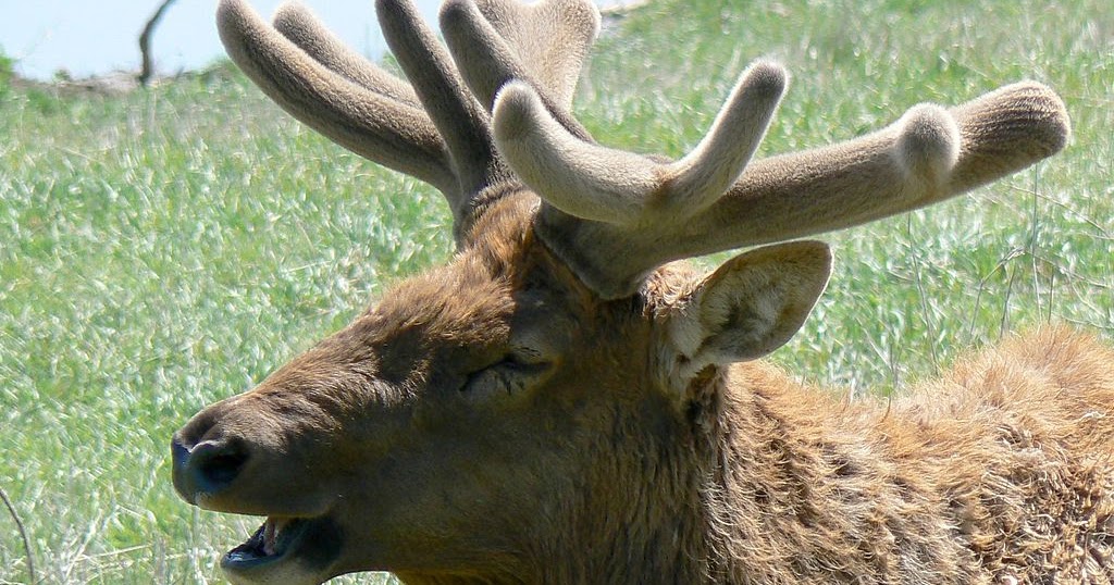 Mythology and Folklore UNTextbook Heroes The Attack on the Giant Elk