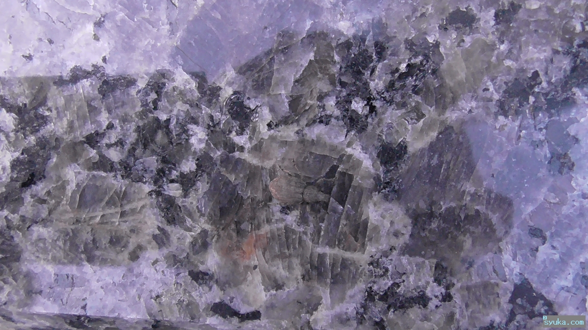 トビイロヒョウタンゾウムシ