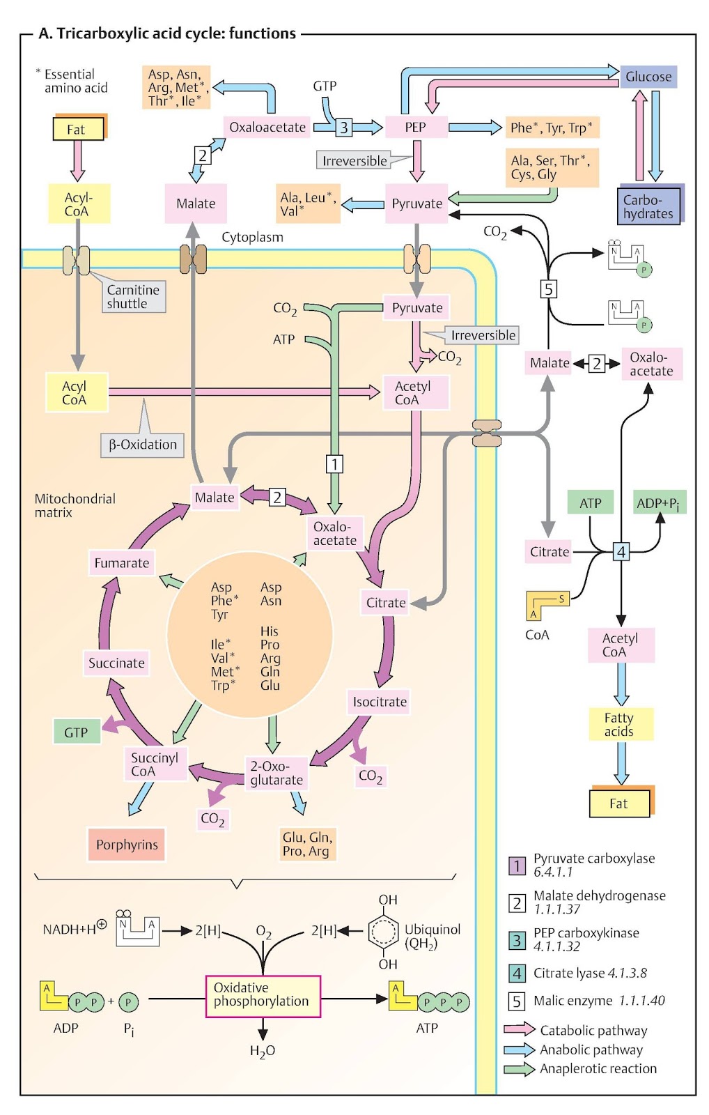 cukorbetegség kezelésére és dysbacteriosis)