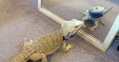 bearded-dragon-6-glass-surfing.jpg