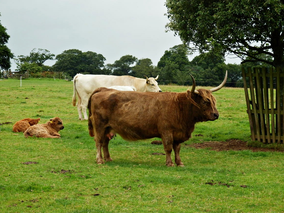 Mike's Cornwall Farm Animals Seen In Cornwall