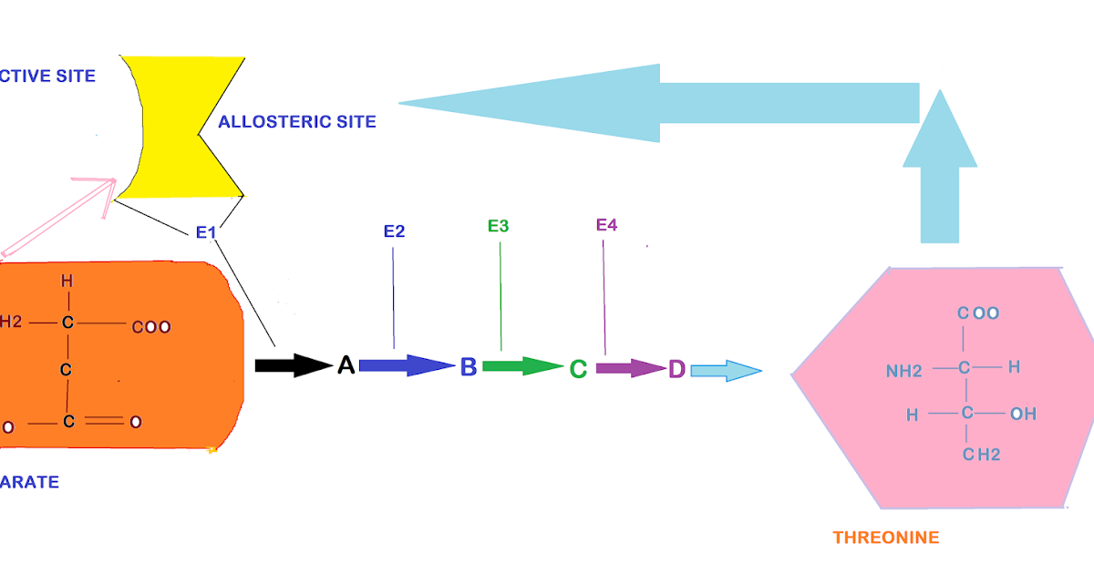 Enzyme Inhibition And Its Types