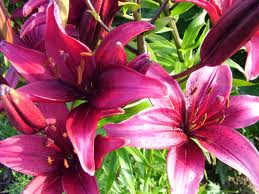 Lilies - the stamens can easily be removed but ALL parts of the plant are poisonous if eaten