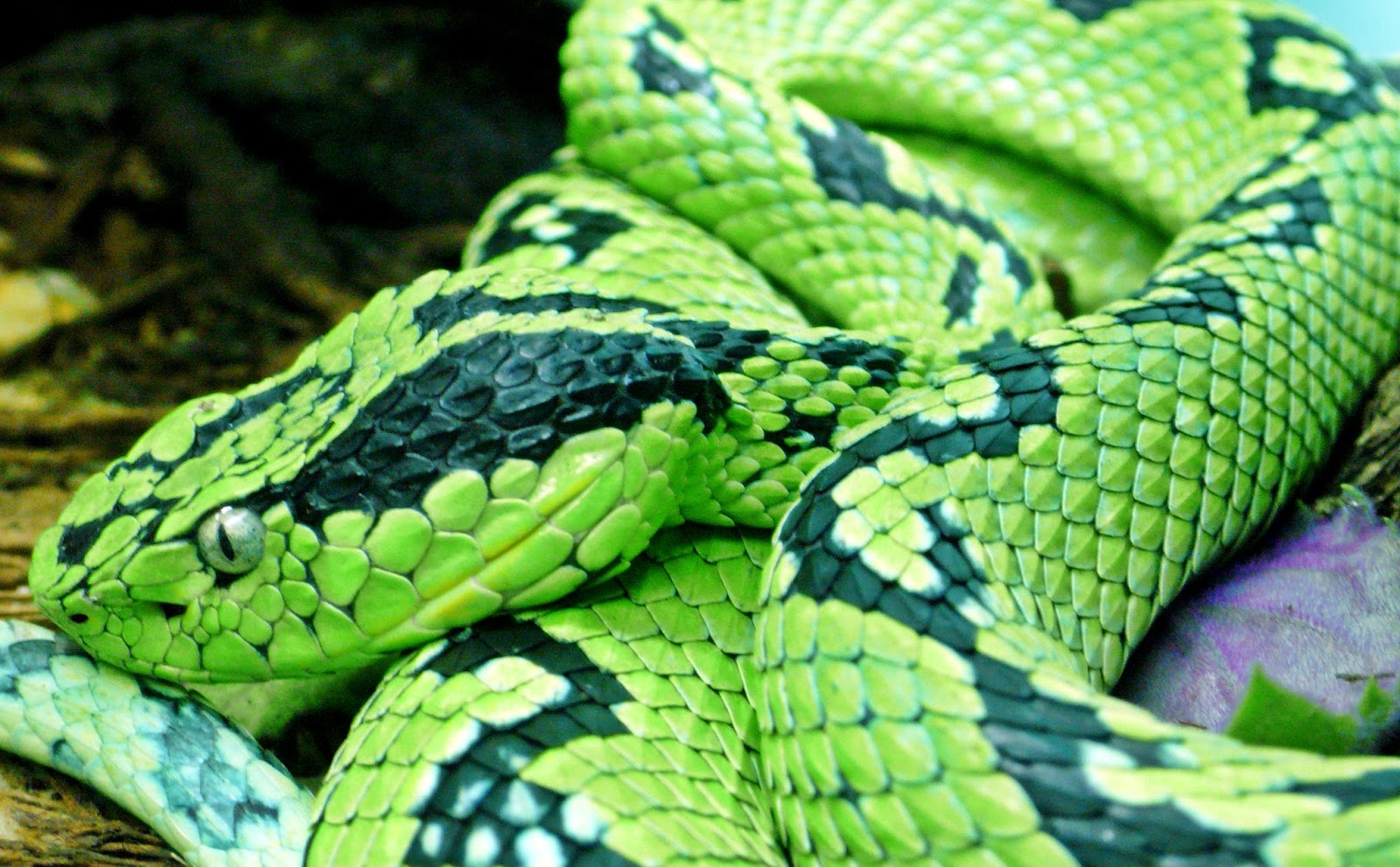 1. Arti Mimpi Menemukan Ular