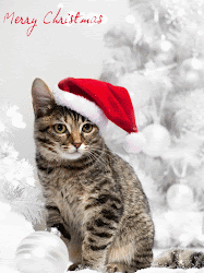 christmas cat cats animated merry xmas animation amazing happy cakes holiday wallpapers hat selected excellent santas hd gallery2 latest twinkle