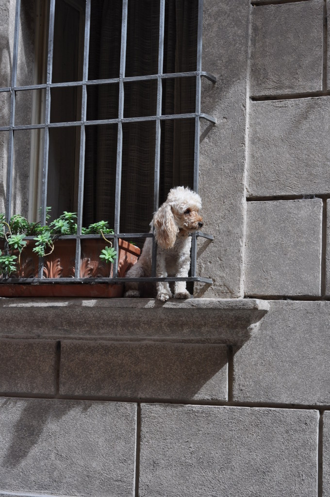 Dog in the Window in Montepulciano, Italy - Photo by Taste As You Go