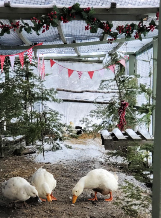 How to Winterize your Chicken Run Fresh Eggs Daily® with Lisa Steele