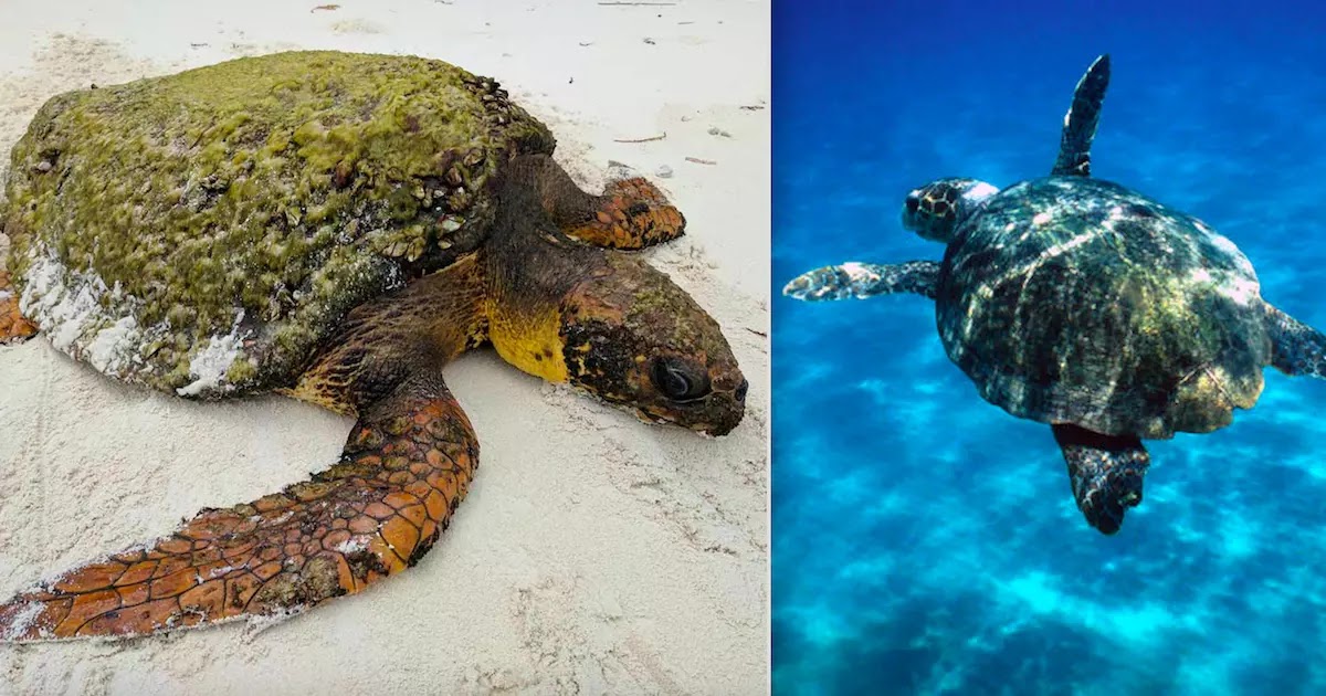 351 Loggerhead Turtles Wash Up Dead On The Mexican Coast