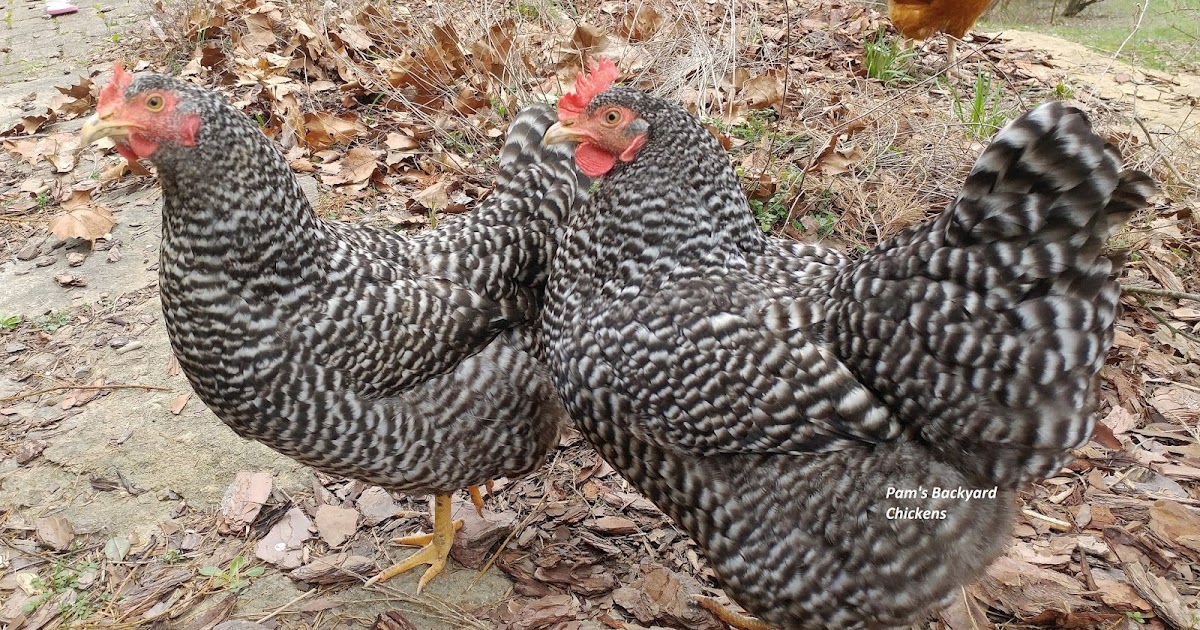 Pam's Backyard Chickens Best Backyard Chickens for Urban Areas