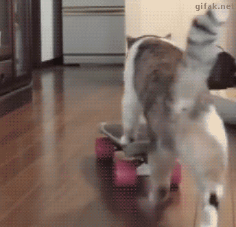Funny cats - part 203, best funny cat gifs, cute cats, adorable cat gifs