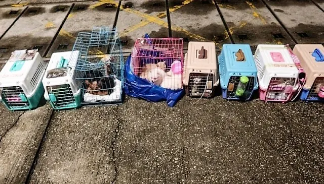 Kittens, cats and puppies are being smuggled between mainland China and Hong Kong by boat