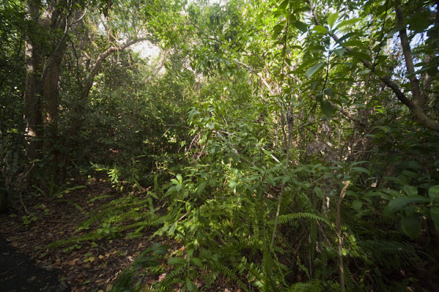 Hardwood Hammocks Florida S Own Rainforests