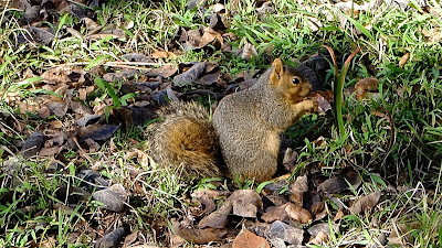 Fox Squirrel: photo by Cliff Hutson