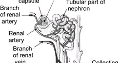 nephron structure class