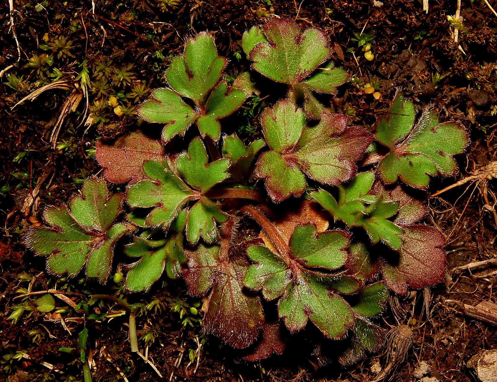 Get Your Botany On! Plant Quiz Solved! Ranunculus fascicularis, Early