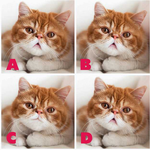 ADGATE Quiz Diva Kitty Difference (ANSWERS) Swagbucks Help