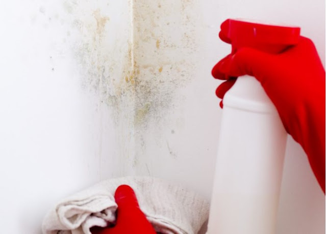 how to remove mold from basement walls