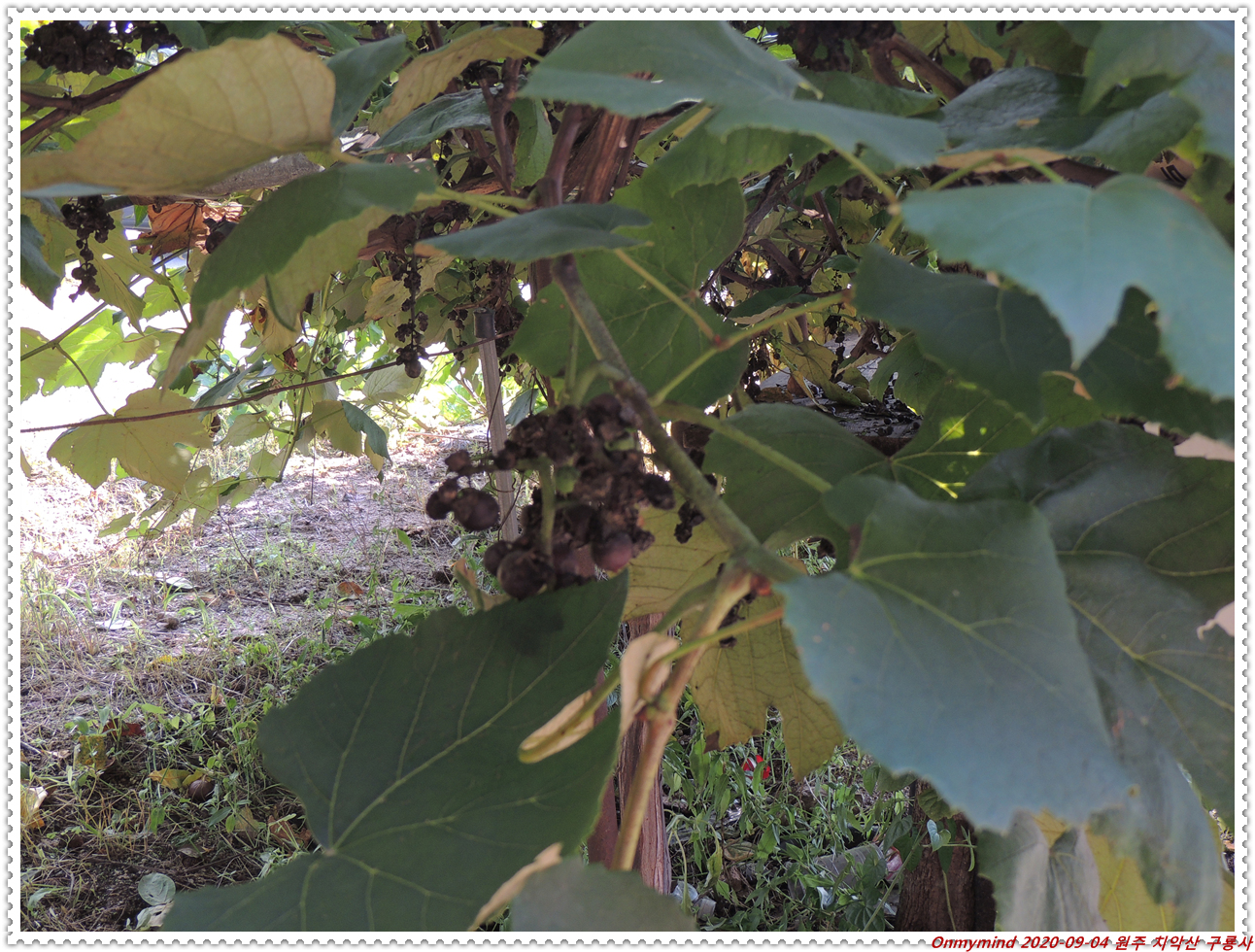 원주 구룡사 원주 구룡사