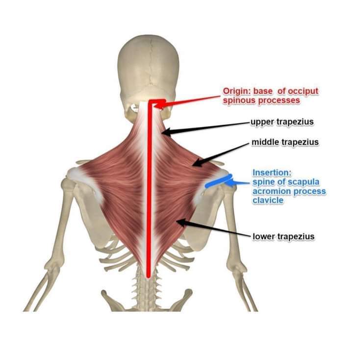 Lower Trapezius Muscle Attributes