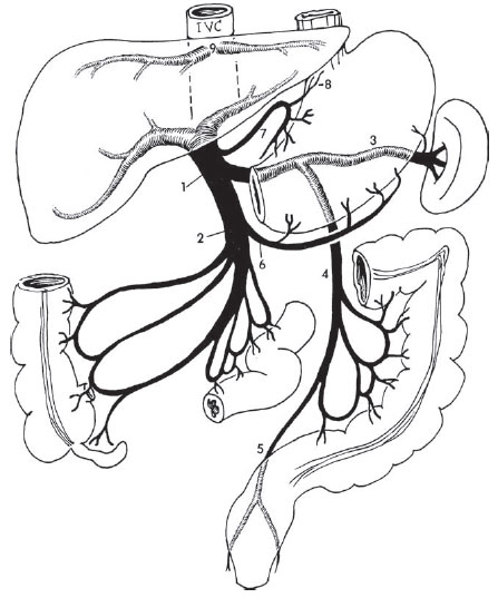 Что значит воротная вена. Что значит воротная вена. Система воротная вена печени. Что значит воротная вена. Воротная вена и нижняя полая вена.