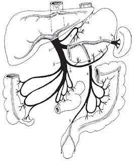 Cirrhosis anatomy